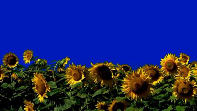 blue screen sunflowers смотреть онлайн