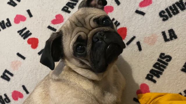 Маленький мопсик приуныл, но после слова «Гулять!», снова поднялось настроение #морсик #грустный оп смотреть онлайн