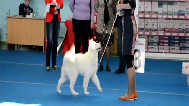 04.10.2015 моно СЕС ранга ПК г.Нижний Новгород. Класс Бэби смотреть онлайн