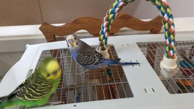 Kiwi and Pixel chase each other around the top of the cage смотреть онлайн