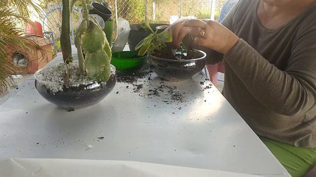 Hoy trasplantamos unas pequenas suculentas смотреть онлайн