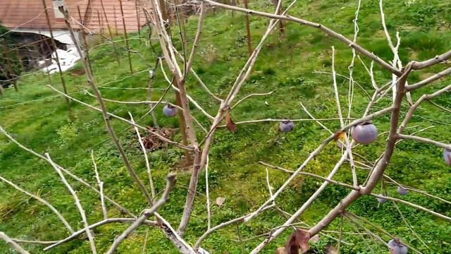 САМЫЕ ПОЗДНИЕ ПЛОДЫ в моём саду. смотреть онлайн