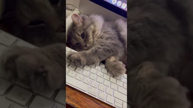 Айтикотик смотреть онлайн