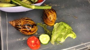 Ахатина тигр|Как себя чувствуют улитки?