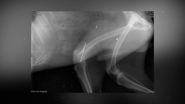 Мужчина нашёл сбитого автомобилем ВОЛКА в КАНАВЕ! Вот, что он сделал после ЭТОГО!