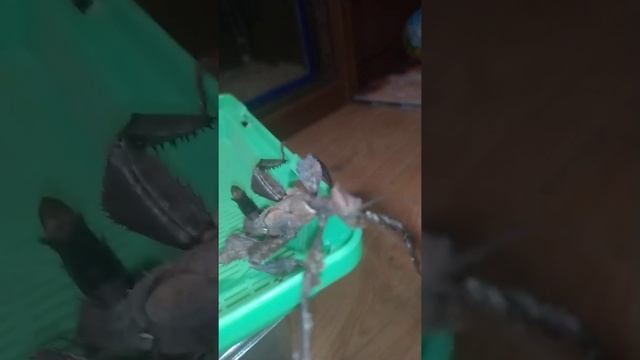 Австралийские палочники, палочник маклея, уход смотреть онлайн