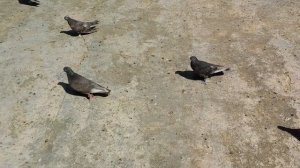 Бойные голуби. Турецкая Такла - Миро.