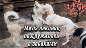 Как чувствует себя Хаски на утро? Мила уже не терминатор. В конце ШОК♀️