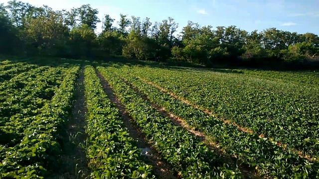 Клубника Альба на 27мая. Посадка кассетной рассадой 25 августа 2018. смотреть онлайн