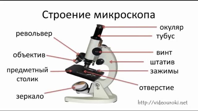Строение микроскопа и лупы а также их создатели смотреть онлайн