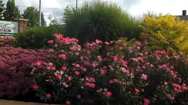 Willoway Trial Grd Sedum Mr Goodbud.MP4 смотреть онлайн