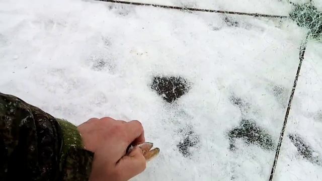 хапуга сработала. хапнула за палец. смотреть онлайн