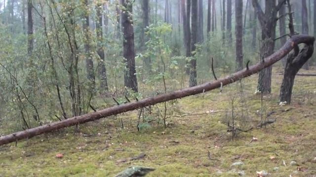 Беловежский дневник. Выпуск 3. За грибами. смотреть онлайн