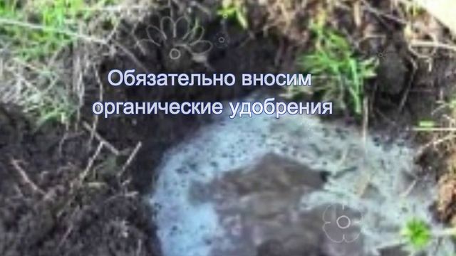 Сентябрь - пора сажать смородину смотреть онлайн