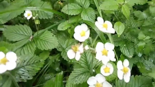 Лесная земляника что то не похоже?Лесная земляника 2022 год.Земляника дачная?Это костяника? смотреть онлайн