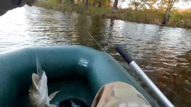 хорошая щука