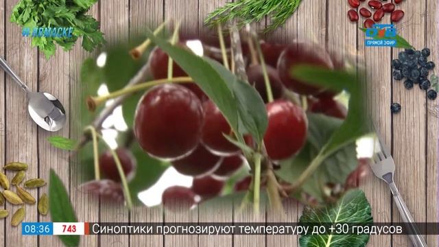 Пироги современности