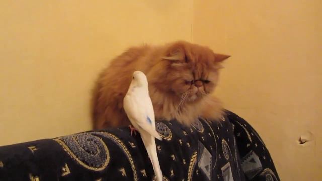 Попугай домогается до кота! Ты такое видел? смотреть онлайн