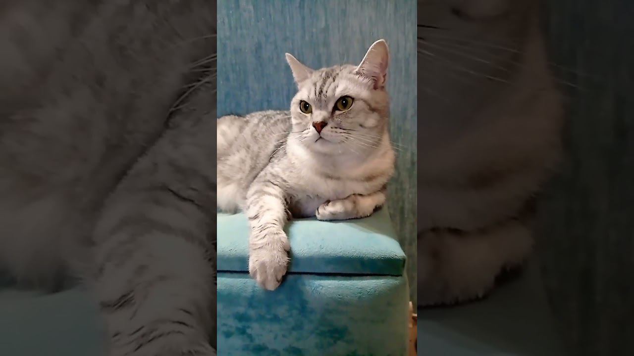 Самый милый котик #Shorts смотреть онлайн