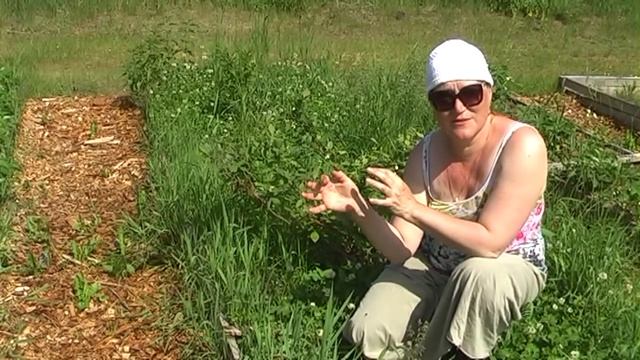 Сидераты и органическое земледелие смотреть онлайн