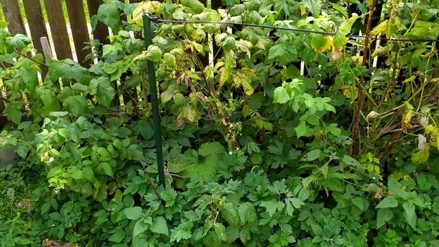 Влог дачный/одни на улице/страсти по ремонтантной малине... смотреть онлайн