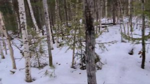 ПРОВЕРКА капканов на СОБОЛЯ ОТ 06.11.2020 ОХОТА  капканами Хороший улов ОХОТА 86