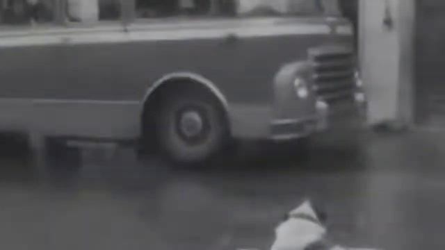 Собаки верные друзья Топ самых преданных животные, существа, породы смотреть онлайн