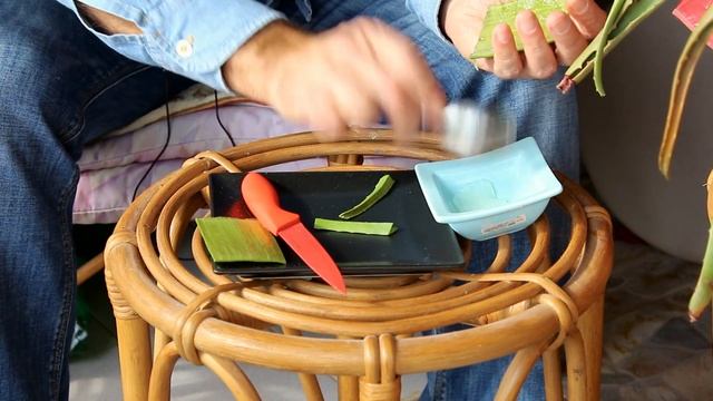 АЛОЭ(лат. Aloe)