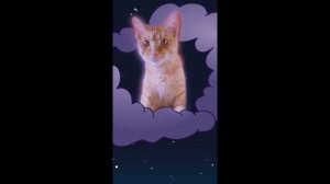 Что случилось с симбочкой младшим?