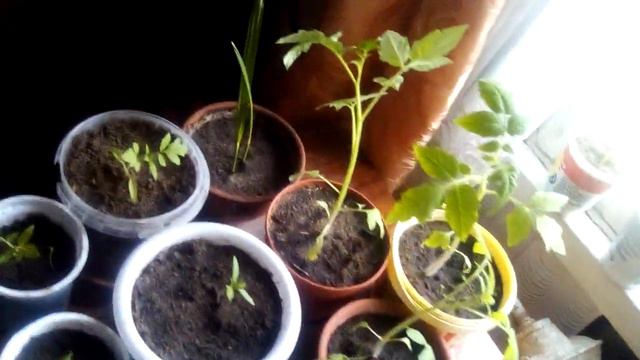рассада дома дозревает!!! смотреть онлайн