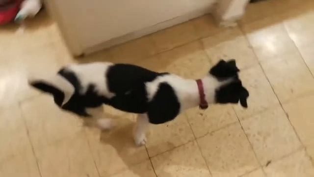 Как дрессировать собаку? | С чего начать? | Первые команды и упражнения смотреть онлайн