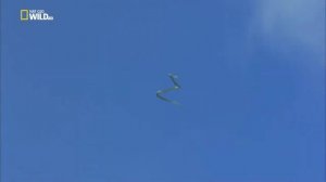 Летающая змея