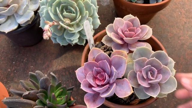 “Show and Tell” Koleksi Echeveria смотреть онлайн