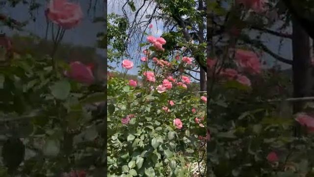 Розы, красивые цветы, куст