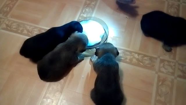 Щенки той терьера кушают кашу / Puppies of the terrier eating porridge смотреть онлайн