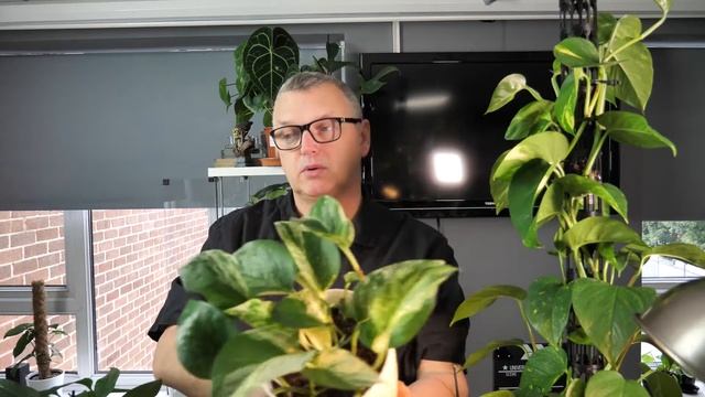 Epipremnum Aureum - Marble Queen Half Moon