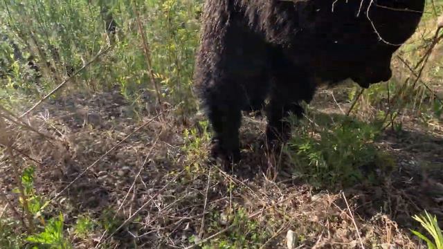 Медведица любит молодую полынь. смотреть онлайн