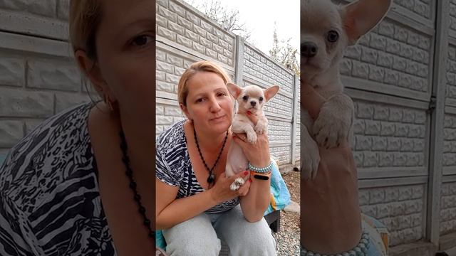 ДОРОГО ❗ Призрачный МЕРЛЕ голубой мрамор Гарри Поттер питомник чихуахуа Кастропуло Крым 89787458062 смотреть онлайн