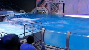 Выступают морские касатки. Москвариум. Шоу "Кругосветное путешествие". Финал. 26 февраля 2022