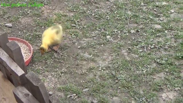 Деловая гусыня с гусятками! А наш Егорыч, сынок гусака Гошки, просто красавец! смотреть онлайн