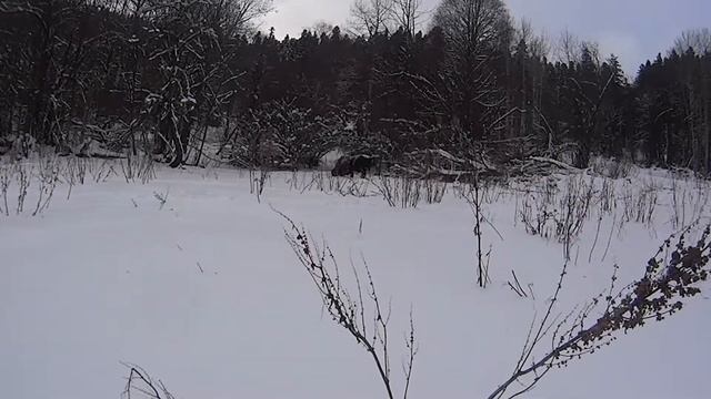 Зубробизон в Архызе смотреть онлайн