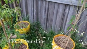 ??? Выращивание перцев в ведрах - Мой огород - Сорта перца - Острые перцы - FloridaSunshine