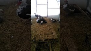 Утки в теплице зимой, когда их переводить в загон?
