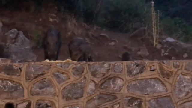 Мармарис, кабанчики! смотреть онлайн