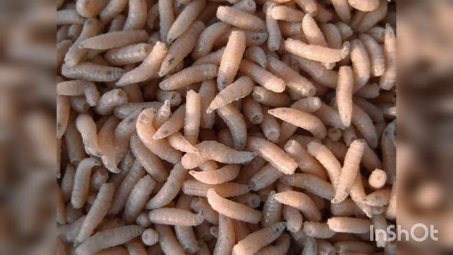 Опырыши,способы разведения и хранение опарышей смотреть онлайн