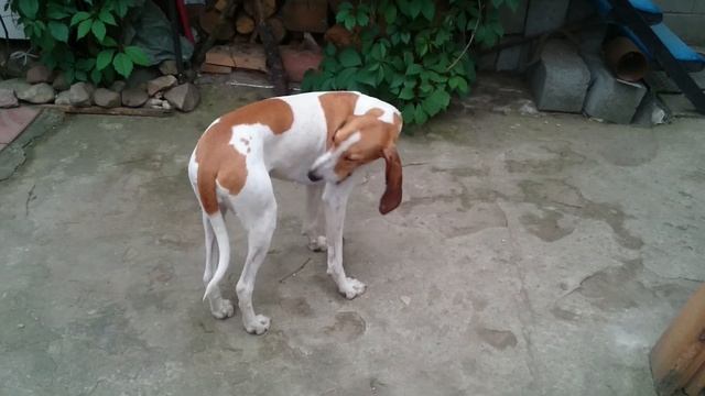 Длинные уши. смотреть онлайн