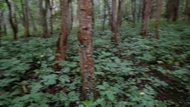 An Ash Tree (Fraxinus excelsior) Mast Year in Eglinton Woods, Ayrshire смотреть онлайн