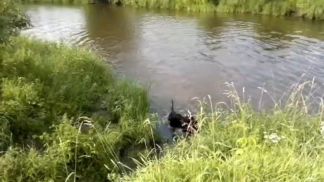 Питомник "Краса Ополья" смотреть онлайн