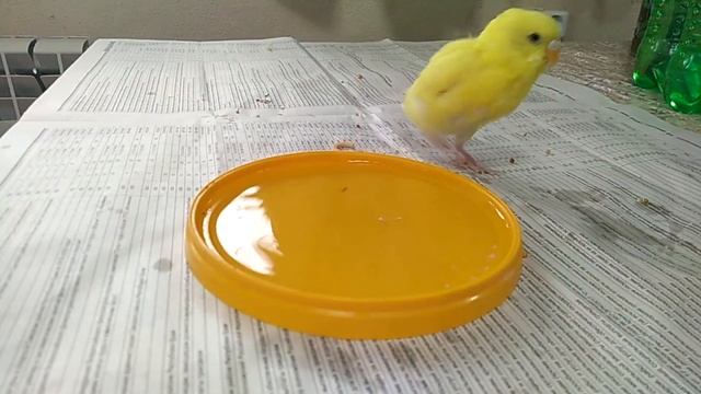 Маленький волнистый попугай смотреть онлайн