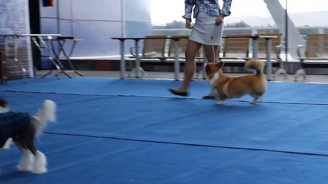 Вельш корги смотреть онлайн